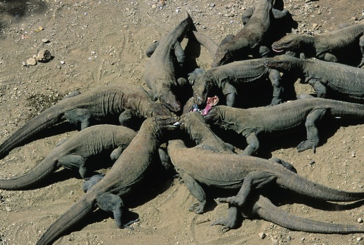 Komodo Dragons feeding, Komodo, Indonesia